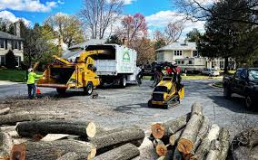 How Our Tree Care Process Works  in  Pine, AZ